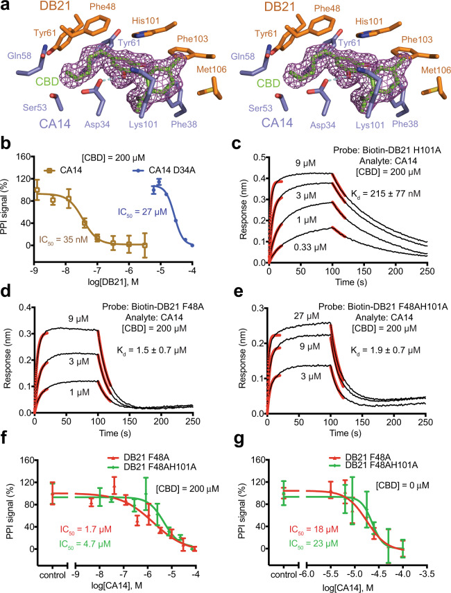 Mutational analysis of CBD dual-nanobody sensor.a A close-up stereo view of CA14 and DB21 residues interacting with CBD (green and red sticks) with its positive Fo − Fc electron density contoured at 1σ (purple mesh). CA14 (blue) and DB21 (orange) residues are shown in the stick model. The hydrogen bond between CA14 Asp34 and CBD are represented by cyan dashes. b AlphaScreen competition assays for assessing the effect of D34A mutation in CA14 (WT CA14 in brown and CA14 D34A mutant in blue) on ternary complex formation with CBD at a saturating concentration. Data were presented as mean ± s.d. of n = 3 biologically independent samples. IC50, half-maximum inhibitory concentration. Source data are provided as a Source Data file. c–e BLI analyses for assessing the effects of H101A, F48A, and F48A-H101A mutations in DB21 on ternary complex formation with CBD at a saturating concentration. Red lines represent curve fitting at the initial phase of association and dissociation. Kd, dissociation constant. Source data are provided as a Source Data file. f, g AlphaScreen competition assays for assessing the effects of F48A (red) and F48A-H101A (green) mutations on CA14–DB21 interaction in the presence or absence of CBD at a saturating concentration. Data were presented as mean ± s.d. of n = 3 biologically independent samples. IC50, half-maximum inhibitory concentration. Source data are provided as a Source Data file.