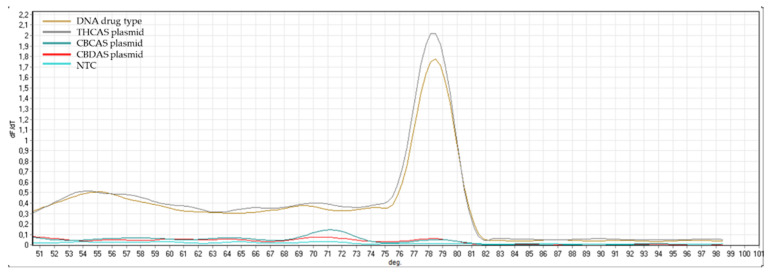 Melting curve plots, which display data collected during a melting curve stage with primers THCAS_F and THCAS_R. Peaks in the melting curve may indicate the melting temperature (Tm) of a target or identify nonspecific PCR amplification. No peaks were observed for the no template control (H2O) and for negative controls (CBDAS plasmid and CBCAS plasmid).