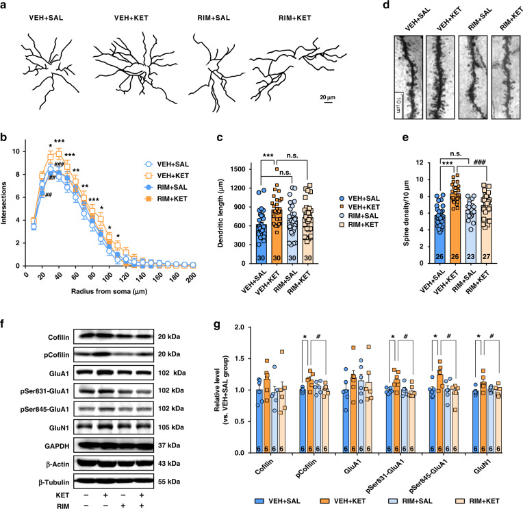 Ketamine remodels dendrite structure in the DLS in hyperlocomotion paradigm by a CB1R-dependent manner.a Representative traces of Golgi–Cox-stained DLS SPNs. b CB1R blockage partly inhibited ketamine-induced dendritic arborization (n = 30 neurons/group, two-way repeated measured ANOVA, followed by Tukey’s multiple comparisons test, treatment, F(3,87) = 3.203, P = 0.0272; radius, F(19,551) = 427.7, P < 0.0001; interaction, F(57,1653) = 1.554, P = 0.0056). c CB1R blockage did not reduce dendritic length promoted by ketamine (one-way ANOVA, followed by Tukey’s multiple comparisons test, F(3,116) = 5.448, P = 0.0015; VEH + SAL vs. VEH + KET, P = 0.0009). d Representative images for dendritic spines of DLS SPNs stained by Golgi–Cox (100× oil len). e CB1R blockage obviously attenuated spine density promoted by ketamine (one-way ANOVA, followed by Tukey’s multiple comparisons test, F(3,98) = 21.49, P < 0.0001; VEH + SAL vs. VEH + KET, P < 0.0001; VEH + KET vs. RIM + KET, P < 0.0001;). f Representative immunoblotting for dendritic proteins. g Ketamine enhanced the expression of pCofilin, pSer831-GluA1, pSer845-GluA1, and GluN1; nevertheless, CB1R antagonist significantly attenuated these effects (one-way ANOVA, followed by Tukey’s multiple comparisons test, pCofilin F(3,20) = 4.095, P = 0.0203; pSer831-GluA1, F(3,20) = 4.705, P = 0.0121; pSer845-GluA1, F(3,20) = 4.479, P = 0.0146; GluN1, F(3,20) = 3.688, P = 0.0291). Data are shown as mean ± SEM. Compared to VEH + SAL group, *P < 0.05, **P < 0.01, ***P < 0.001; compared to VEH + KET group, #P < 0.05, ##P < 0.01, ###P < 0.001. SAL saline, KET ketamine, 15 mg/kg; VEH vehicle, RIM rimonabant. Source data provided as a Source Data file.