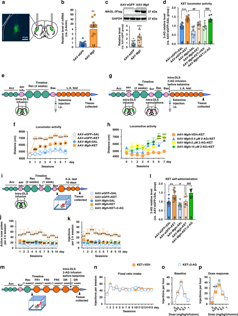 MAGL is essential for the psychostimulant and reinforcing effects of ketamine.a Representative images of AAV targeting to mouse DLS. b AAV-Mgll significantly increased the transcription of Mgll gene (unpaired two-tailed t test, t(22) = 2.889, P = 0.0085). Compared to AAV-eGFP group, **P < 0.01. c AAV-Mgll significantly increased the MAGL protein expression (unpaired t test, t(22) = 4.411, P = 0.0002). Compared to AAV-eGFP group, ***P < 0.001. d AAV-Mgll effectively reduced the 2-AG production and intra-DLS infusion of 2-AG obviously increased 2-AG level in AAV-Mgll-infected mice under hyperlocomotion paradigm (one-way ANOVA, followed by Tukey’s multiple comparisons test, F(5,40) = 18.77, P < 0.0001; AAV-eGFP + KET vs. AAV-eGFP + SAL, P = 0.0003; AAV-Mgll + KET vs. AAV-eGFP + KET, P = 0.0019; AAV-Mgll + KET + VEH vs. AAV-eGFP + KET + 2-AG, P = 0.0009). Compared to AAV-eGFP + SAL group, ***P < 0.001; compared to AAV-eGFP + KET group, ##P < 0.01; compared to AAV-Mgll + KET + VEH group, $$$P < 0.001. e Experimental time course for intra-DLS injection of AAV in ketamine hyperlocomotion test. f Intra-DLS injection of AAV-Mgll attenuated ketamine-evoked hyperlocomotion (n = 11 mice/group, two-way repeated measured ANOVA, followed by Dunnett’s multiple comparisons test, treatment, F(3,40) = 12.87, P < 0.0001; time, F(7,280) = 19.87, P < 0.0001; interaction, F(21,280) = 2.983, P < 0.0001). Compared to AAV-eGFP + SAL group, ***P < 0.001; compared to AAV-eGFP + KET group, #P < 0.05, ###P < 0.001. g Experimental time course for intra-DLS infusion of 2-AG in AAV-Mgll-infected mice under hyperlocomotion condition. h Intra-DLS infusion of 2-AG obviously restored the psychostimulant effect of ketamine in mice infected with AAV-Mgll (n = 11 mice/group, two-way repeated measured ANOVA, followed by Dunnett’s multiple comparisons test, treatment F(3,40) = 5.787, P = 0.0022; time F(7,280) = 14.77, P < 0.0001; interaction, F(21,280) = 2.189, P = 0.0023). Compared to AAV-Mgll + VEH + KET group, *P < 0.05, **P < 0.01, ***P < 0.001. i Experimental time course for intra-DLS injection of AAV and 2-AG in ketamine self-administration model. j, k Intra-DLS injection of AAV-Mgll reduced ketamine-seeking behaviors, but intra-DLS supplementation of 2-AG could not restore ketamine-induced behaviors in the AAV-Mgll-infected mice (n = 10 mice/group, two-way repeated measured ANOVA, followed by Tukey’s multiple comparisons test; active nose pokes, virus F(4,45) = 21.19, P < 0.0001; time F(9,405) = 0.8489, P = 0.5714; interaction, F(36,405) = 0.423, P = 0.9988; injections, Virus F(4,45) = 14.58, P < 0.0001; time F(9,405) = 0.6625, P = 0.7429; interaction, F(36,405) = 0.5889, P = 0.9731). Compared to AAV-eGFP + SAL group, **P < 0.01, ***P < 0.001; compared to AAV-eGFP + KET group, #P < 0.05, ##P < 0.01, ###P < 0.001. l Overexpression MAGL in the DLS decreased 2-AG level and intra-DLS injection of 2-AG restored 2-AG level in the AAV-Mgll-infected mice under ketamine self-administration paradigm (one-way ANOVA, followed by Tukey’s multiple comparisons test, F(4,40) = 13.27, P < 0.0001; AAV-eGFP + KET vs. AAV-eGFP + SAL, P = 0.0088; AAV-Mgll + KET vs. AAV-eGFP + KET, P = 0.0156; AAV-Mgll + KET vs. AAV-Mgll + KET + 2-AG, P = 0.0007). Compared to AAV-eGFP + SAL group, **P < 0.01; compared to AAV-eGFP + KET group, #P < 0.05; compared to AAV-Mgll + KET + VEH group, $$$P < 0.001. m Experimental time course for ketamine dose–response effect before and after intra-DLS infusion of 2-AG. n, o The baselines of self-administration and dose–response curves were counterbalanced between vehicle-infusion and 2-AG-infusion groups. n = 6 mice/group. p 2-AG increased the sensitivity to ketamine in self-administering mice (n = 6 mice/group, two-way repeated measured ANOVA, followed by Bonferroni’s multiple comparisons test, treatment, F(1,10) = 9.772, P = 0.0108; ketamine dose F(4,40) = 86.76, P < 0.0001; interaction, F(4,40) = 4.235, P = 0.006). Compared to KET + VEH group, *P < 0.05, ***P < 0.001. Data are shown as mean ± SEM. SAL saline, KET ketamine, VEH vehicle, Acc acclimation, aav infu AAV infusion, Rec recovery, Bas baseline test, FR1 fixed ratio1, FR3 fixed ratio3, FR5 fixed ratio5, DR dose response, L.A. test locomotor activity test, S.A. test self-administration test. One small circle represents for a day and one big circle for a week. Source data provided as a Source Data file.