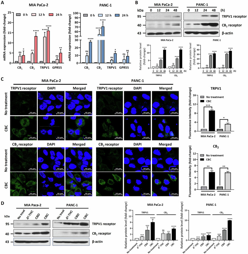 Cannabichromene (CBC) treatment increases the expression of CB2 and TRPV1 receptors in pancreatic cancer cells.A qRT-PCR analysis was performed to examine the expression of endocannabinoid receptors in CBC-treated pancreatic cancer cells. The expression of CB2 and TRPV1 receptor-encoding genes was increased by CBC treatment. Results are expressed as mean ± SD (n = 3). Statistical analysis was performed with one-way ANOVA followed by Dunnett’s multiple comparison test, with P < 0.01 or P < 0.001 vs. CTRL. B Western blot analysis of CB2 and TRPV1 receptors was performed on CBC-treated pancreatic cancer cells. The expression of CB2 and TRPV1 receptors was increased in CBC-treated cancer cells. The graphs were obtained from densitometric data based on western blot images. Results are expressed as mean ± SD (n = 3). Statistical analysis was performed with one-way ANOVA followed by Dunnett’s multiple comparison test, with P < 0.01 or P < 0.001 vs. CTRL. C Immunofluorescence analysis was also performed using CBC-treated pancreatic cancer cells. The expression of CB2 and TRPV1 receptor was increased by CBC treatment. The graphs were obtained from fluorescence images. D We also compared the expression of CB2 and TRPV1 receptors after treatment with three cannabinoids (tetrahydrocannabinol [THC], cannabidiol [CBD], and CBC). The three cannabinoids increased the expression of CB2 and TRPV1 receptors, but the effects of CBC were highly sensitive to the expression of the two receptors. The graphs were obtained from densitometric data based on western blot images. Statistical significance was determined using Student’s t tests, with p-values ≤ 0.05 indicating statistical significance. Results are expressed as mean ± SD (n = 3). Statistical analysis was performed with one-way ANOVA followed by Dunnett’s multiple comparison test, with P < 0.01 or P < 0.001 vs. CTRL. MIA PaCa-2 and PANC-1 cells were treated with 35 μM and 30 μM CBC, respectively. Additional treatments included 50 μM Δ9-THC and 20 μM CBD.