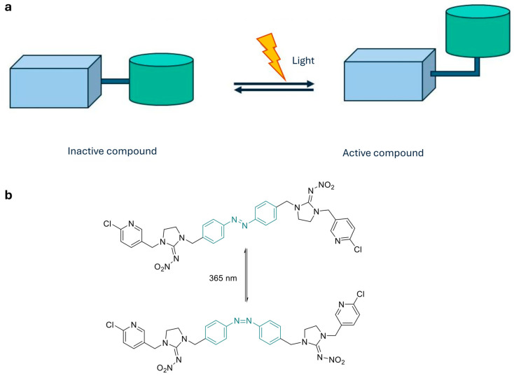 (a) Photoconformational control. Photoswitchable ligands incorporate azobenzenes, stilbenes, diarylethenes, or spiropyrans that reversibly isomerize under light, modulating target affinity and activity; (b) Trans–cis geometrical structures and photoisomerization process of AMI-10, an azobenzene-modified imidacloprid derivative developed as a photoswitchable insecticide [33].