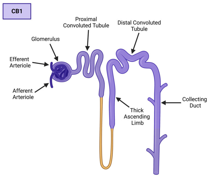 CB1 expression in the human nephron. CB1 is expressed within the glomerulus, efferent and afferent arterioles, proximal and distal convoluted tubules, the thick ascending limb, and the collecting duct. CB1 expression is indicated by purple hue. Created with BioRender.com.
