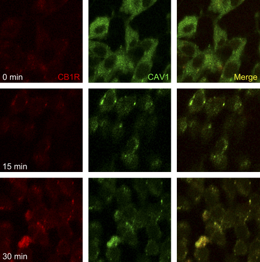 Trafficking of CAV1 and CB1R upon MCD treatment. C6 cells were treated for the indicated periods of time with 2.5 mM MCD, and immunofluorescence was recorded at 40× magnification. Cells were double stained with antibodies against CB1 receptors (red) and caveolin-1 (green). Reported images are representative of triplicate experiments.