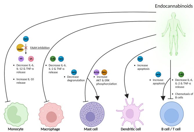 Endocannabinoids and immune cells The effects of endocannabinoids on immune cells are indicated. Inhibition of FAAH leads to an increase of anti-inflammatory cytokine IL-10 and a reduction of proinflammatory cytokines IL-6, IL-12 and TNF-α in monocytes. Similarly, 2-AG and AEA reduce the release of IL-6, IL-2, and TNF-α in macrophages. AEA inhibits degranulation in mast cells, while ACEA and PEA enhance the phosphorylation of AKT and ERK, indicating activation of these signaling pathways in mast cells. AEA also promotes apoptosis in dendritic cells, contributing to immune regulation. Notably, 2-AG induces chemotaxis in B cells and similarly decreases the release of IL-6, IL-2, and TNF-α in both B and T cells, highlighting its role in immune cell migration and cytokine regulation