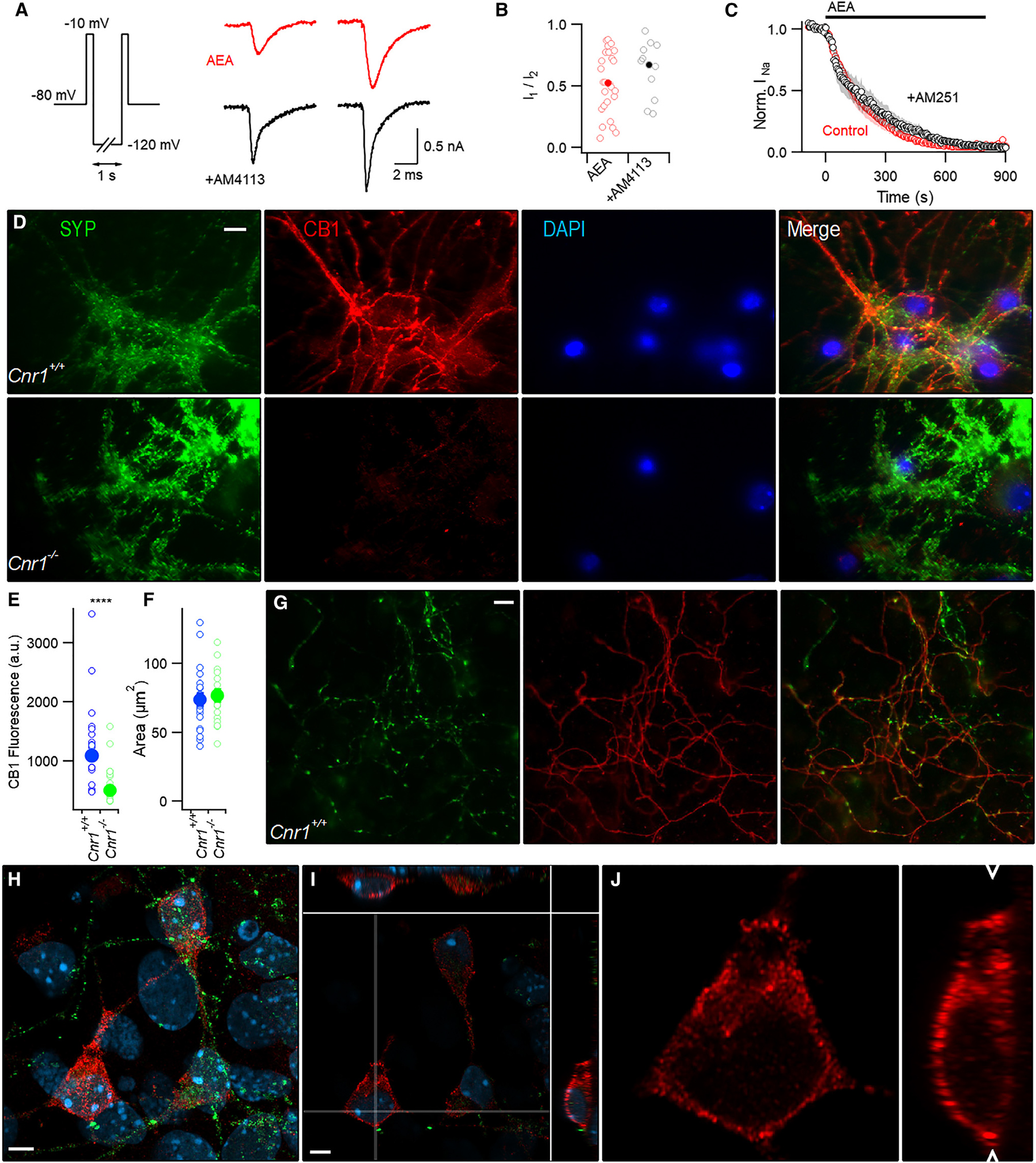 CB1 receptor localization and function(A) Exemplar currents elicited by double-pulse protocol after incubation in AEA (red, 10 μM) or AEA plus AM4113 (black, 5 μM).(B) I1/I2 ratios from double-pulse protocol in AEA (red, n=26) or AEA plus external AM4113 (black, n=13) were similar (medians 0.53 vs 0.69; p=0.32 by MW test). Individual and average values are represented by open and solid symbols respectively here and hereafter.(C) Normalized VGSC current similarly affected by AEA (red) and AEA + external AM251 (black). Neurons were stepped to −10 from −70 mV every 5 s. Shading represents ± SEM.(D) Fluorescent microscopy image of antibody-labeled sister Cnr1+/+ and Cnr1−/− neocortical neuron cultures. Cells were stained for synaptophysin 1 (SYP, green), CB1 (red), and nuclei (DAPI, blue). Images captured using 1.4 NA oil 60× objective. Similar observations made in three separate cultures from both genotypes. Scale bar represents 10 μm.(E) Histogram of mean intensity of somatic CB1 signal (arbitrary units, a.u.) in Cnr1+/+ (blue, n=23) and Cnr1−/− neurons (green, n=18, p < 0.0001 MW test) from four coverslips of two sister cultures.(F) ROIs (from E) were similarly sized (p=0.776) from four coverslips from two sister cultures. Error bars represent ± SEM.(G) Fluorescent photomicrographs comparing synaptophysin (green) and less punctate CB1 (red) staining in axons. Scale bar represents 10 μm.(H) Maximum intensity projection constructed from laser scanned region (59.6 × 59.6 × 9.6 μm) of neocortical cells stained for synaptophysin (green), CB1 (red) and DAPI (blue). Scale bar, 5 μm.(I) Optical slice (19/61, 0.16 μm slices) with side views showing CB1 (red), SYP (green), and DAPI (blue). Thin white lines representing the planes of the side views depicted above and to the right of the main image.(J) Magnified image of (I) depicting CB1 signal (red) around the somatic compartment (20.5 × 20.5 μm xy plane and 9.0 μm in the z-dimension). White arrowheads denote the z position of the xy image plane.