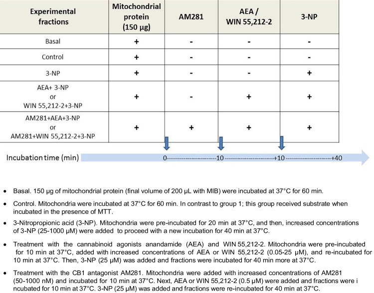 Experimental conditions in mitochondrial fractions
