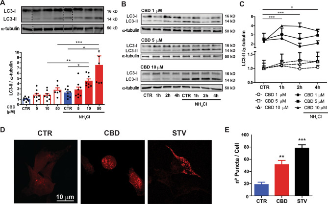 CBD induces autophagy in a concentration-dependent manner. (A) The autophagic flux was evaluated in SH-SY5Y cells treated with 5, 10 and 50 µM of CBD for 2 h in the presence or absence of the lysosome inhibitor NH4Cl (10 mM) added at the last hour of the treatment. The concentrations of 10 and 50 µM CBD increased LC3-II levels in the NH4Cl treated group; Two-way ANOVA (F3,52 = 3.499) followed by Sidak’s post-hoc test; *p < 0.05, **p < 0.01 and ***p < 0.001. (B) Time-course for 1, 5, and 10 µM of CBD on the autophagic flux evaluated at 1, 2 and 4 h in the presence or absence NH4Cl added at the last hour of the treatment. The concentration of 10 µM CBD increased LC3-II levels after 1, 2 and 4 h of treatment; Three-way ANOVA (F6,78 = 3.96) followed by Sidak’s post-hoc test, *p < 0.05 and ***p < 0.001, respectively vs. group treated with NH4Cl. Samples were subjected to western blotting using anti-LC3 and anti-α-tubulin primary antibodies. Representative images of LC3-II and a graphical summary reported as the means ± S.E.M of LC3-II levels after α-tubulin normalization are also displayed. (C) LC3 puncta count were analyzed in SH-SY5Y cells overexpressing Cherry-LC3 treated with CBD (10 µM) or under starvation conditions (STV) for 2 h. Representative fluorescent images are shown (scale bar, 10 µm). Data are expressed as mean ± S.E.M. One-way ANOVA (F2,22 = 16.148), followed by Dunnett´s post-hoc test. **p < 0.01 and ***p < 0.001 relative to CTR group. The entire blots are presented in Supplementary Figure S1.