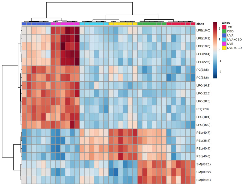 Two-dimensional hierarchical clustering heat map of the 20 most discriminating phospholipid species (according to one-way ANOVA) identified in the plasma of control (Ctr) and rats irradiated with UVA (increasing doses from 0.5 to 5 J/cm2 for 4 weeks) or rats irradiated with UVB (increasing doses from 0.02 to 2 J/cm2 for 4 weeks). These animals have not been treated (Ctr, UVA, and UVB) or have been topically treated with CBD (CBD, UVA+CBD, and UVB+CBD) (2.5 g CBD in 100 g petrolatum). Levels of relative abundance are indicated on the color scale, with numbers indicating the fold difference from the grand mean. The clustering of the sample groups is represented by the dendrogram on the top. The clustering of individual phospholipid species with respect to their similarity in the change in relative abundance is shown by the dendrogram to the left. Abbreviations: CBD, cannabidiol.