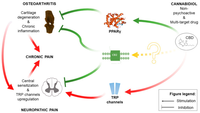 Schematic representation of the CBD mechanism of action within OA pathophysiology.
