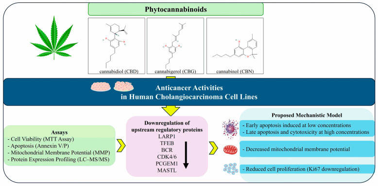 Proposed overview of the anticancer effects of the phytocannabinoids cannabidiol (CBD), cannabigerol (CBG), and cannabinol (CBN) in cholangiocarcinoma (KKU-452) cells. All three cannabinoids reduced cell viability and proliferation, decreased nuclear Ki67 expression, disrupted mitochondrial membrane potential (MMP), and induced apoptosis. Comparative proteomic analysis coupled with Ingenuity Pathway Analysis (IPA) identified common candidate upstream regulators, including LARP1, TFEB, and BCR, while pathway clustering revealed that CBD and CBG shared similar pathway-response profiles, whereas CBN exhibited downstream pathway responses more similar to those of cisplatin and gefitinib. These predicted regulatory pathways represent candidate molecular mediators requiring further functional validation.