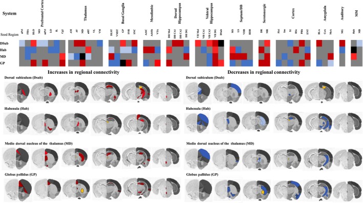 Chronic, intermittent WIN 55,212 treatment alters functional connectivity in neural circuits underpinning recognition memory. Panel (a) | Heatmap showing how chronic, intermittent treatment with WIN 55,212‐2‐induced modifications in the functional connectivity of ‘seed’ brain regions (DSub, MD, Hab and GP). Dark red denotes significantly gained connectivity, whereas light red represents significantly increased connectivity. Dark blue represents significantly lost connectivity, whereas light blue denotes significantly decreased connectivity. Significant gains, losses, increases and decreases in connectivity were determined by statistical comparison of the VIP statistic (unpaired Student's t‐test with Bonferroni post hoc correction) determined PSLR, with significance level set at p < 0.05. Full data for each ‘seed’ region are shown in the Tables S3–S6. Panel (b) | Brain images showing the anatomical localization of brain regions with significant increased/gained connectivity to the ‘seed’ regions (DSub, Hab, MD and GP). Yellow represents the anatomical localization of the ‘seed’ brain region. Brain section figures are modified from the Allen mouse brain atlas (mouse.brain‐map.org/static/atlas).