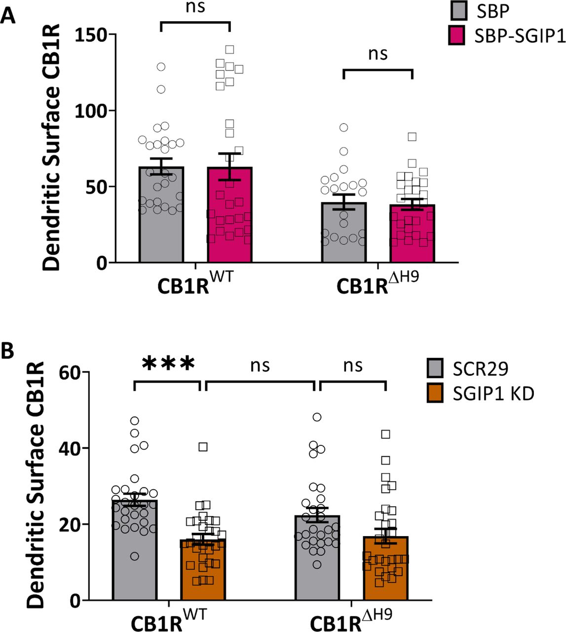 SGIP1 and dendrites(A) Quantification of data represented in Fig. 2A. Overexpression of SGIP1b isoform has no effect on dendritic surface levels of either CB1RWT or CB1RΔH9. Surface fluorescence was normalised to total fluorescence and shown as a percentage of axonal CB1RWT/SBP control (see Fig. 3B). Two-way ANOVA with Sidak’s post hoc test; n = 19-27 neurons per condition from four independent neuronal cultures. (B) Quantification of data represented in Fig. 3A. Knockdown of SGIP1 reduces dendritic surface levels of CB1RWT, but not CB1RΔH9, suggesting that an isoform other than SGIP1b may affect CB1R surface expression in dendrites. Surface fluorescence was normalised to total fluorescence and shown as a percentage of axonal CB1RWT/SCR29 (see Fig. 3B). Two-way ANOVA with Sidak’s post hoc test. N = 27-28 neurons from five independent neuronal cultures per condition.