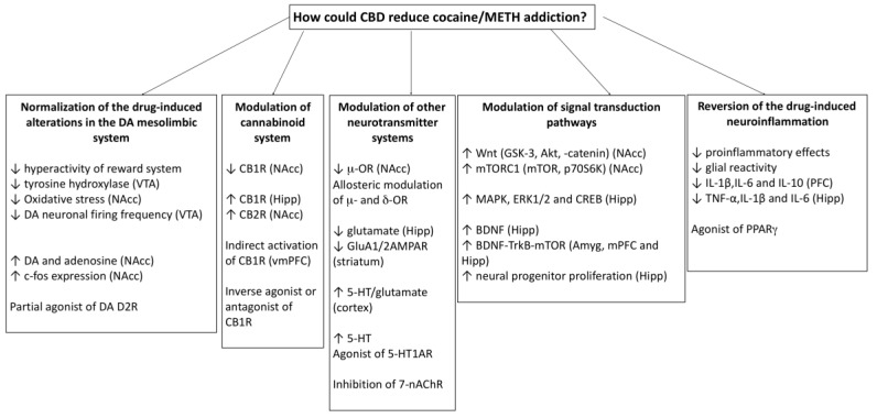 Hypothetical mechanisms involved in the effects of CBD on cocaine/METH addiction. The involvement of these processes is supported by the results of preclinical studies. VTA: ventral tegmental area; DA: dopamine; NAcc: nucleus accumbens; DA D2: dopamine D2 receptors; CB1R; cannabinoid receptors type 1; Hipp: hippocampus; CB2R; cannabinoid receptors type 2; vmPFC: ventromedial prefrontal cortex; m-OR: mu opioid receptors; d-OR: delta opioid receptors; 5-HT: serotonin; 5-HT1AR: type 1A serotonin receptors; 7-nAChR: nicotinic acethylcholine receptors type 7; GSK3: glycogen synthase kinase-3; Akt: protein kinase B; mTORC1: mammalian target of rapamycin complex 1; MAPK, mitogen-activated protein kinase; ERK1/2: Extracellular signal-regulated kinases type 1 and type 2; BDNF: brain derived neurotrophic factor; TrkB: Tropomyosin receptor kinase B; Amyg: amygdala; mPFC: medial prefrontal cortex; IL: interleukine; TNF- α: tumor necrosis factor alpha; PPARg: Peroxisome proliferator-activated receptor gamma.