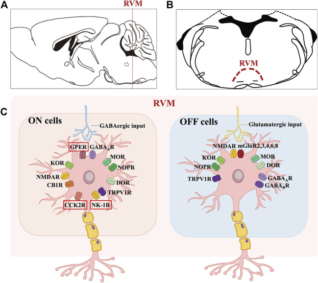 Molecular characteristics of the ON and OFF cells in RVM. (A, B) shows the anatomical location of the RVM nucleus in the mouse brain. (C) shows that GPER along with opioid, cannabinoid, GABA, TRPV1, glutamate, NK-1 and CCK2 receptors are expressed on ON cells, where GPER, CCK2R and NK-1R may be specific. Likewise, OFF cells mainly express opioid, cannabinoid, GABA, TRPV1 and glutamate receptors.