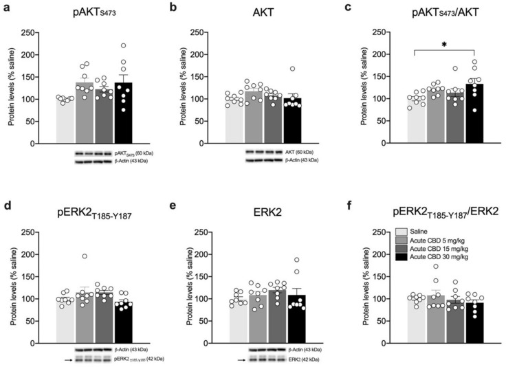 Effects of acute CBD exposure on BDNF-downstream signaling in the mPFC. Rats were treated with a single injection of CBD 5 mg/kg, 15 mg/kg, or 30 mg/kg and killed one hour after treatment. Protein levels of phospho(p)-AktS473 (a), Akt (b), pAkt/Akt (c), pERK2T185-Y187 (d), ERK2 (e), and pERK2/ERK2 (f) measured in the homogenate of mPFC are expressed as percentages of saline-treated rats. Below the graphs, representative immunoblots are shown for pAktS473 (60 kDa), Akt (60 kDa), pERK2T185-Y187 (42 kDa), ERK2 (42 kDa), and β-Actin (43 kDa) proteins. Bar graphs represent the mean ± SEM from eight independent determinations for each experimental group. Ordinary one-way ANOVA followed by Tukey’s multiple comparisons test, or Kruskal-Wallis one-way ANOVA for ranks followed by Dunn’s multiple comparisons test for non-normally distributed data. * p < 0.05 vs. saline-treated rats. Saline n = 8, CBD 5 mg/kg n = 8 CBD 15 mg/kg n = 8, CBD 30 mg/kg n = 8.