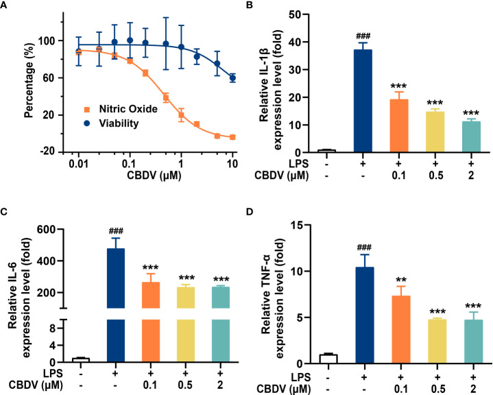 CBDV inhibits LPS-induced NO overproduction (A) as well as the pro-inflammatory factors IL-1β (B), IL-6 (C), and TNF-α (D) mRNAs expression. All the data represented the mean ± S.E.M.; the number of independent cell culture preparations = 3. The P-value was set at ### P < 0.001 versus the control group; **P < 0.01, ***P < 0.001 versus the LPS group.