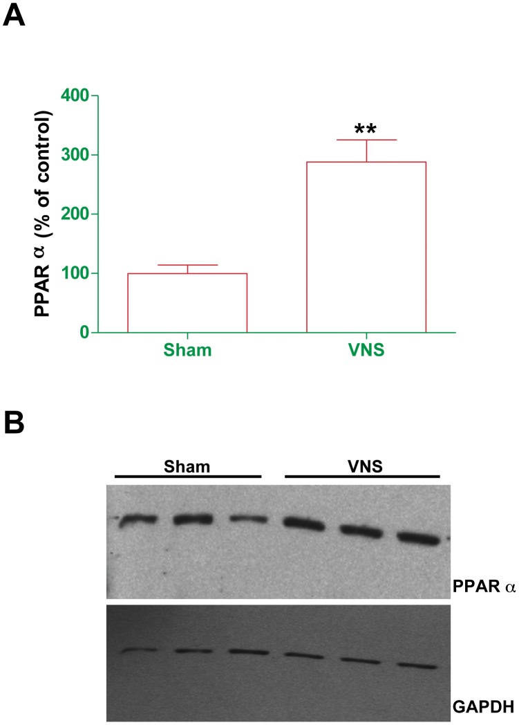 Effect of chronicVNS on the abundance of PPARα in the liver.Liver homogenate prepared from rats treated with VNS for 4 weeks or from sham-operated controls was subjected to immunoblot analysis with antibodies to PPARα. (A)The amount of PPARα was determined by densitometry, normalized by that of GAPDH, and expressed as a percentage of the value for sham-operated controls. Data are means ± SEM for eight VNS-treated and six sham-operated rats. **P<0.0001 versus the value for sham-operated controls (t test). (B) Representative immunoblot experiment.
