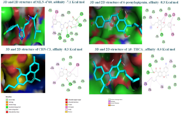 3D and 2D structures of potential ligands derived from Cannabis sativa and MLN-4760 inhibitor of ACE2. All bond distances are from 2.2 to 2.4 Å. Top left: MLN-4760, top right: 6-prenylapigenin, down left: CBN-C3, and down right: Δ8-THCA.Δ8-THCA indicates Δ8-tetrahydrocannabinolic acid-A; CBN-C3, cannabivarin.