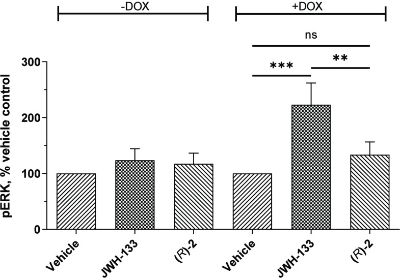 Live cell AlphaScreen SureFire phospho-ERK assay with CB2R inducible breast cancer HCC1954 cell line. Cells were optionally induced with doxycycline (DOX) for 24 h to stimulate expression of CB2R followed by incubation with a vehicle (0.1% DMSO), agonist JWH13372 (1 μM), or (R)-2 (1 μM) for 30 min. Statistical significance was examined by one-way ANOVA followed by Tukey’s post hoc test. ns = nonsignificant, ∗∗, p < 0.01; ∗∗∗, p < 0.001. Data are an average of three independent biological replicates.