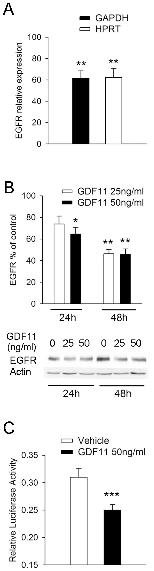 GDF11 regulates the EGF signal transduction pathway.(A) Q-PCR analysis of EGFR transcript levels in Cor-1 cells incubated with either control vehicle or 25 ng/ml GDF11 for 3 hr. EGF receptor expression is normalised against two housekeeping genes, GAPDH or HPRT. GDF11 significantly downregulates EGF receptor transcript levels (mean ± SEM; **p<0.01, n = 6). (B) Cor-1 cells incubated with 25 or 50 ng/ml GDF11 for either 24 or 48 hr were lysed and analysed for EGFR levels by Western blot. Exposure to GDF11 significantly decreases EGF receptor protein levels as shown by densitometric analysis relative to actin (mean ± SEM; *p<0.05, **p<0.01, n = 3) and by a representative blot. (C) Cor-1 cells were transiently co-transfected with a luciferase reporter construct and a Renilla plasmid by nucleofection. Twenty hours later cells were pre-incubated with 50 ng/ml GDF11 for 36 h before being starved of EGF and FGF for 6 h to reduce endogenous pCREB levels. Cells were then challenged with 10 ng/ml EGF and luciferase expression was subsequently measured by addition of a luciferase substrate. Transfection efficiency and cell numbers were taken into account by normalising luciferase readings at 570 nm against Renilla activity (detected by measuring light emission at 480 nm) (mean ± SEM; ***p<0.001, n = 3).