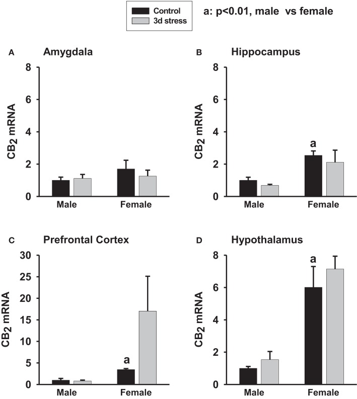 Two-way ANOVA show that female rats exhibited greater CB2 mRNA expression in the amygdala (A) (p < 0.1), hippocampus (B) (p < 0.01), prefrontal cortex (C) (p < 0.01) and hypothalamus (D) (p < 0.01) than male rats. Within-sex one-way ANOVA show that CB2 mRNA levels were significantly increased in the prefrontal cortex of female rats after the stress exposure (p < 0.05). Black column: control; gray column, stressed group, a, p < 0.01, male control vs. female control; *p < 0.05; **p < 0.01, control vs. stress within sex comparison.