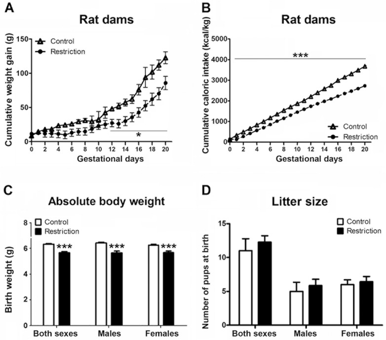 Effect of gestational calorie-restriction on rat dams and birth outcomes.Experiments started the following day of mating. Calorie-restricted rat dams (n = 7) received 80% of control dams (n = 4) food intake according to body weight, which was measured daily (restriction of 20%). Calorie-restricted diet lasted until birth. Figures A and B describe the cumulative weight gain (g) and cumulative caloric intake (Kcal/Kg), respectively, of control (open triangles) and calorie-restricted (solid circles) dams during pregnancy. At PN0 (birth day), litter size was evaluated and pups were sexed and weighed. Figures C and D describe the absolute body weight (g) and litter size, respectively, of offspring from control dams (n = 30) and offspring from calorie-restricted dams (n = 47) at birth (open and solid bars, respectively). Values are expressed as mean +/- SEM. Data were analyzed with repeated measures ANOVA followed by Bonferroni multiple comparisons (A, B), and Student´t test (C, D): *p<0.05, ***p<0.001.