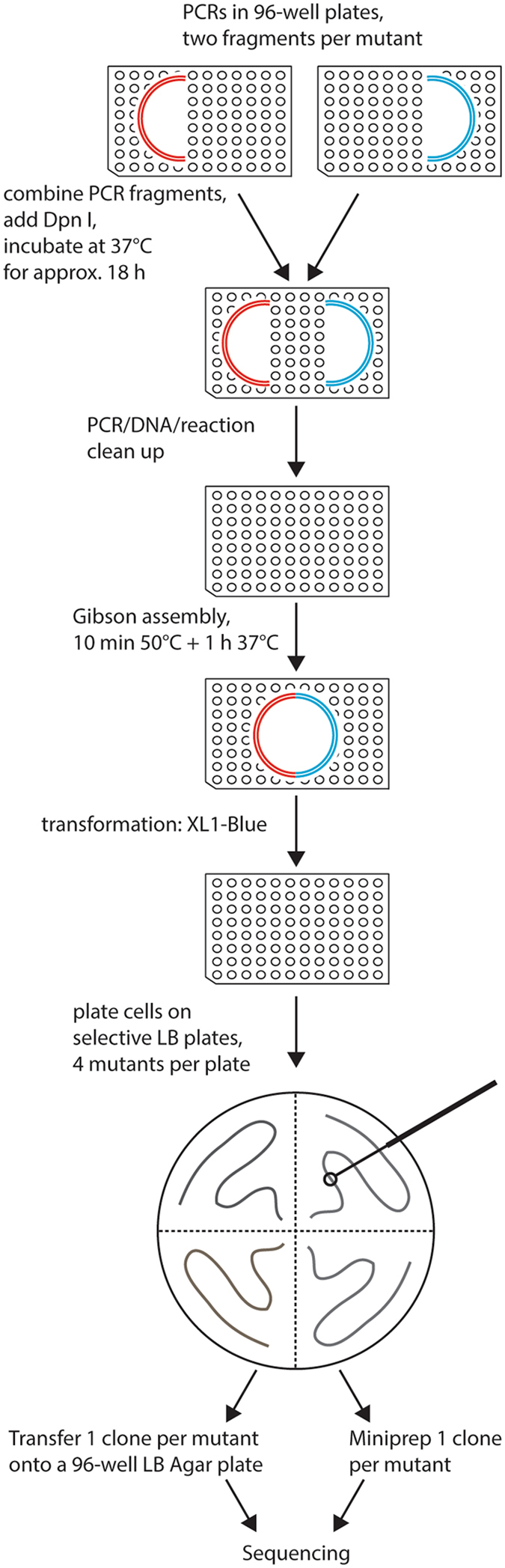 Overview of the mutagenesis technique. Two PCR reactions are done per mutant, in each of them approximately half of the vector is amplified. Two fragments containing one mutation are combined, followed by DpnI digestion at 37 °C overnight. Reaction clean-up is performed to purify DNA fragments, which are then assembled by Gibson assembly reaction. Bacteria are transformed with the resulting circular plasmid and plated on selective LB agar plates. One clone per mutant is sent for sequencing either on a selective LB agar 96-well plate or as purified DNA. All steps excluding the plating of the bacteria are done in 96-well plates.