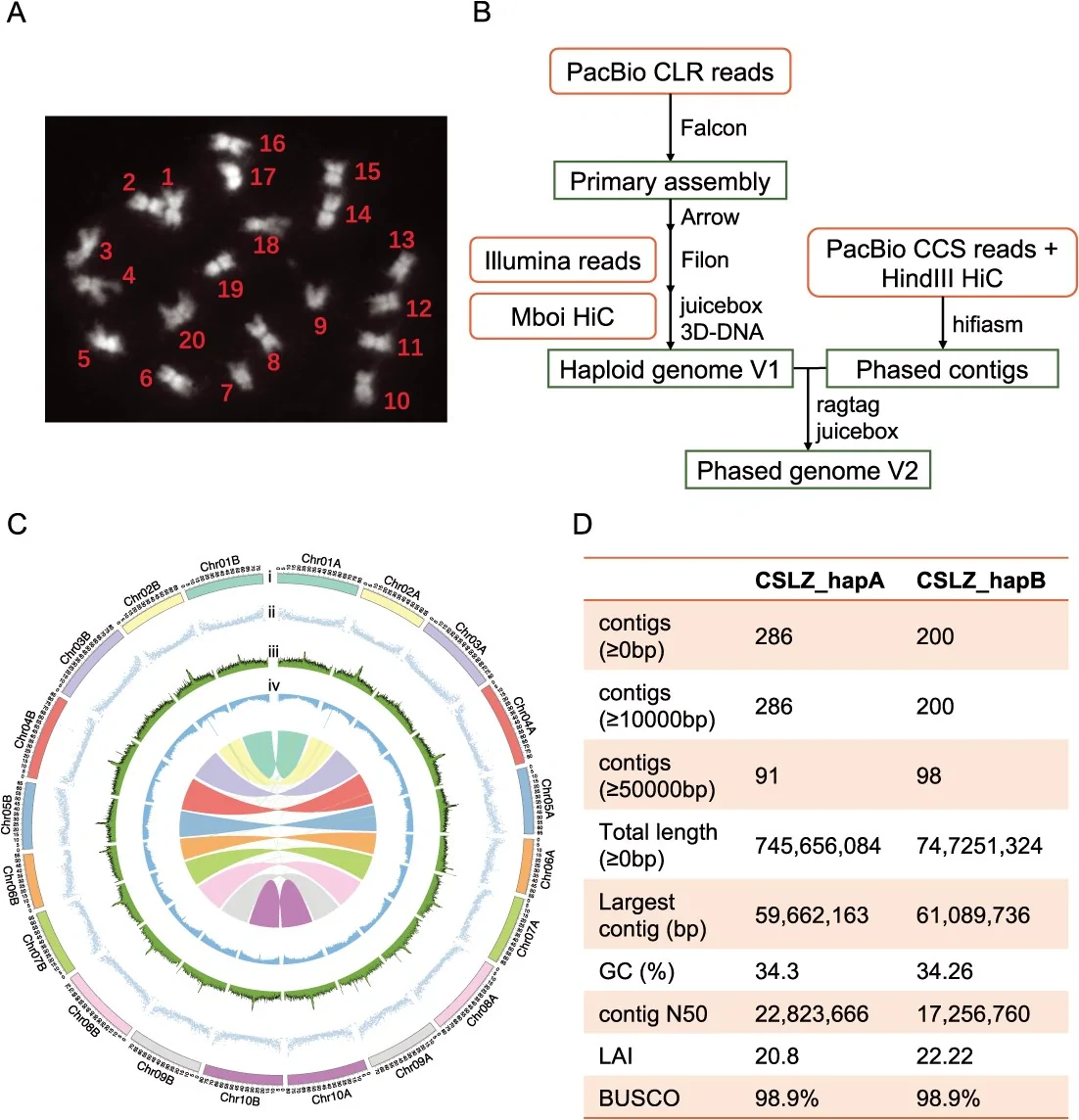 Sequencing samples and genome assembly results. (A) Karyotype of C. sativa Linzhi. (B) Workflow of genome assembly. (C) Characteristics of the CSLZ genome. Genomic landscape of the 20 assembled chromosomes. Tracks are displayed from the outer to inner rings as follows: (i) chromosome length (Mb); (ii) gene density; (iii) GC content; and (iv) TE density. All densities were calculated in 100 kb windows. The innermost arcs represent synteny blocks. (D) Summary of genome assembly.