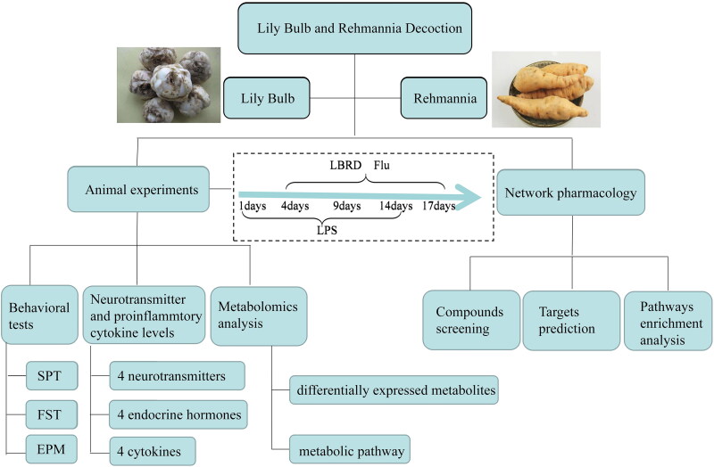 The main experimental timeline and test indicators of combined mechanisms of LBRD on depression. After a three days acclimatization period, rats were divided into four groups. LPS was injected for 14 days to establish the depression model. Three days after the initiation of the injection of LPS, the intervention of medicine was conducted for 14 days. Animal experiments and network pharmacology were used to classify the mechanism.