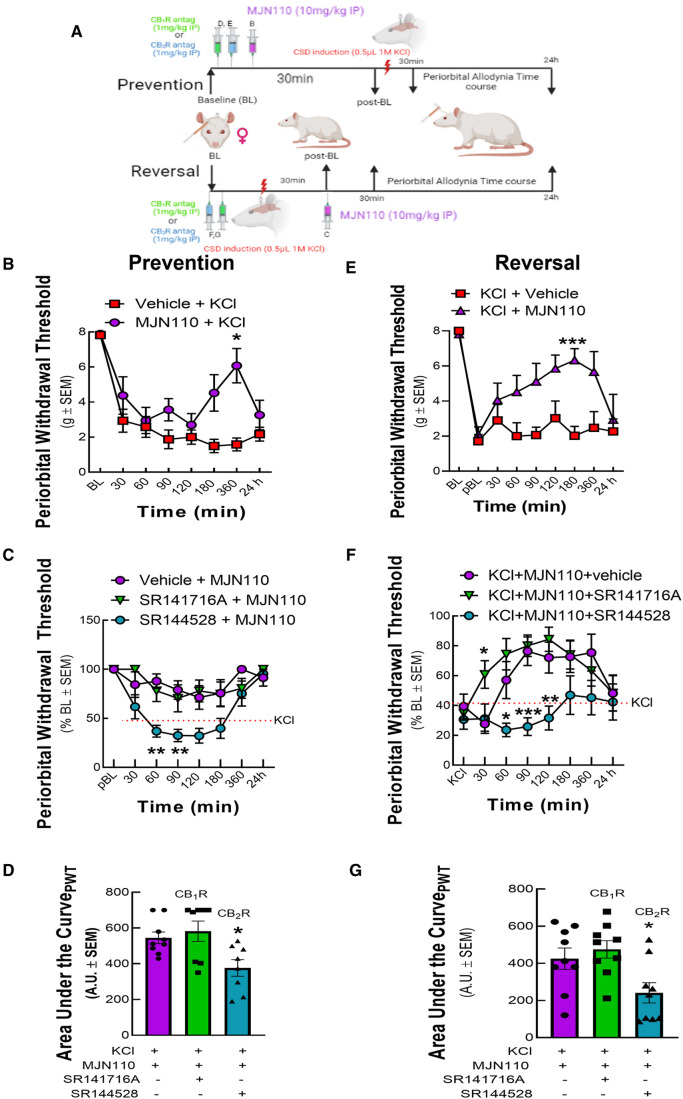 MAGL inhibition prevented and reversed periorbital allodynia induced by cortical KCl injection in a CB2R dependent manner. Dural cannulation was performed on female Sprague Dawley rats. After the recovery period, MJN110 (10 mg/kg) was injected intraperitoneally (IP) 30 min before (t = −30 min) for the prevention paradigm or 30 min after (t = +30 min) cortical injection of KCl for the reversal paradigm. In a separate set of experiment, CB1R and CB2R antagonist SR141716 (1 mg/kg, IP) or SR144528 (1 mg/kg, IP), respectively were administered 10 min before the injection of MJN110. Facial sensitivity was measured at baseline (BL), post-baseline (pBL), 30, 60, 90, 120, 180, 360 min, and 24 h after CSD induction by calibrated von Frey filaments. (A) Schema of the experimental timeline. (B) Administration of MAGL enzyme inhibitor, MJN110 before CSD induction significantly increased periorbital withdrawal threshold at 360 min time-point [two-way ANOVA F(7,77) = 3.604, Bonferroni post-test: 360 min: p = 0.017]. (C) The CB2R inverse agonist, SR144528 significantly blocked the preventative effects of MJN110 at the 60 and 90 min timepoints [two-way ANOVA F(14,126) = 3.345, Bonferroni post-test: 60 min Veh vs. SR144528, p = 0.0014; 90 min Veh vs. SR144528, p = 0.01]. (D) AUC analysis of treatment groups confirmed loss of effect for the SR144528 group, indicating CB2R dependence [Prevention AUC: KCl + MJN110 vs. KCl + MJN110+ SR141716: p = 0.7927; KCl + MJN110 vs. KCl + MJN110 + SR144528: p = 0.0278; one-way ANOVA F(2,22) = 5.620, Dunnett, n = 8/group]. (E) MAGL inhibition by MJN110 also mitigated headache-like pain after CSD induction compared to Veh controls [two-way ANOVA, F(8,92) = 2.911 p = 0.006, Bonferroni post-test: 60 min: p = 0.50; 90 min: p = 0.19, 120 min: p = 0.37, 180 min: p < 0.002; 360: p = 0.932]. (F) Dosing with the CB2R inverse agonist, SR144528, but not SR141716A blocked this effect at the 60, 90, and 120 min timepoints [two-way ANOVA, F(14,192) = 1.722, p = 0.0539, Bonferroni post-test: 60 min Veh vs. SR144528, p = 0.040; 90 min Veh vs. SR144528, p = 0.0008; 120 min Veh vs. SR144528, p = 0.0094]. (G) AUC analysis of treatment groups confirmed loss of effect for the SR144528 group, indicating CB2R dependence [Reversal AUC: KCl + MJN110 vs. KCl + MJN110+ SR141716: p = 0.7303; KCl + MJN110 vs. KCl + MJN110 + SR144528: p = 0.0405; one-way ANOVA F(2,24) = 5.388; Dunnett, n = 9/group]. Values are the mean ± SEM (n = 9/condition). ns = non-significant, *p < 0.05, **p < 0.01.