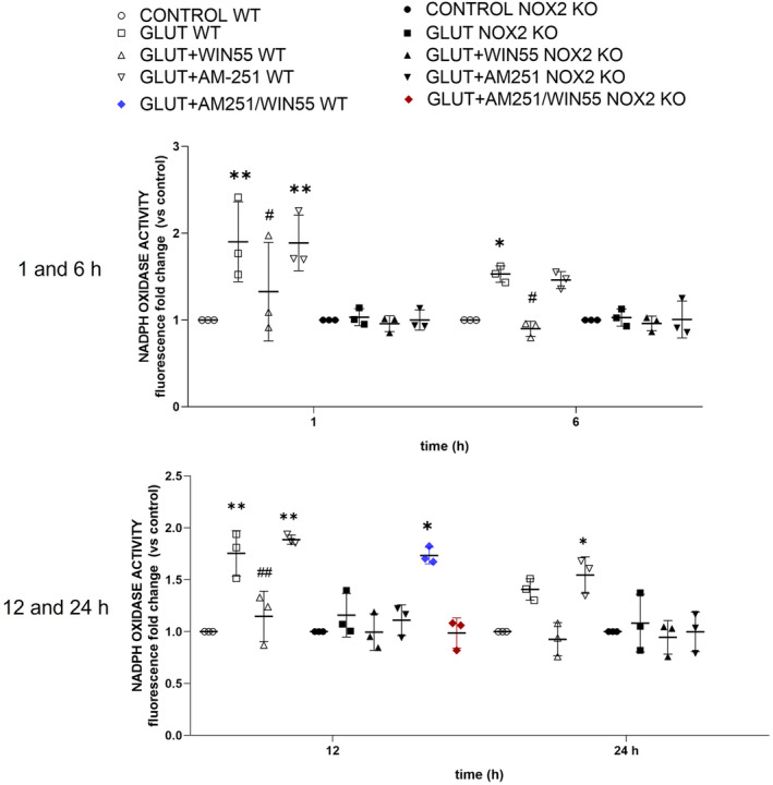 Striatal NOX activity during excitotoxicity in wild‐type (WT) and NOX‐2 KO mice after glutamate (GLUT) intracerebral injection treated with or without WIN55, AM251, and AM251/WIN55 at 1,6,12, and 24 h (n = 3). Data are expressed as fold change of Et fluorescence relative to controls. Values were expressed as means ± standard deviation. *p < 0.05, **p < 0.01 versus the corresponding control; #p < 0.05, ##p < 0.01 versus the corresponding mice treated with glutamate (GLUT).