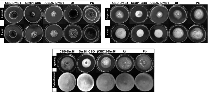 Hypha extension inhibition assay by mixing recombinant peptides with the culture medium. Fungi were cultured on potato dextrose agar (PDA); 50 μg/ml of total protein from the non-transgenic line (Ut) and sterilize phosphate buffer (Pb) were used as the negative controls.