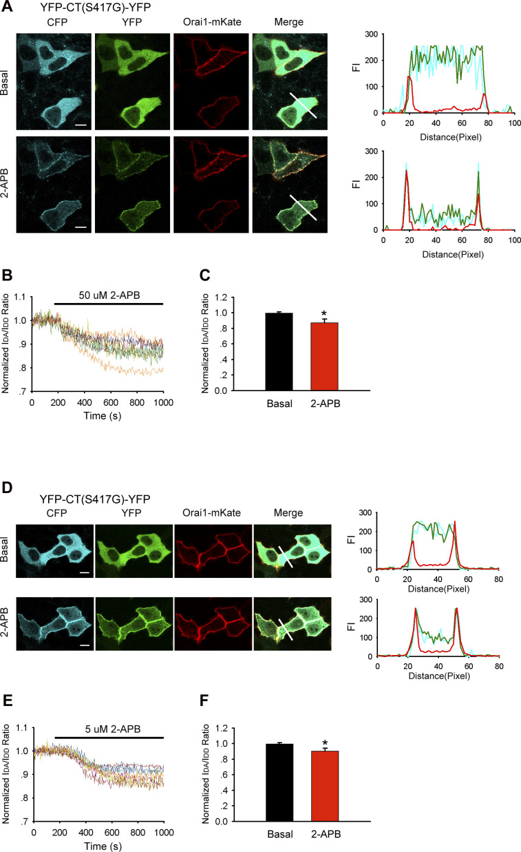 Redistribution of double-labeled STIM1-CT mutant (S417G) and its interaction with Orai1-mKate induced by 2-APB.(A) YFP-CT (S417G)-CFP coexpressed with Orai1-mKate in HeLa cells was redistributed from the cytoplasm to the PM upon application of 50 μM 2-APB. Line-scan intensity plots show the distribution of YFP-CT (S417G)-CFP (blue and green lines) and Orai1-mKate (red line) before (upper panel) and 5 min after (lower panel) application of 50 μM 2-APB. (B, C) Time course of relative FRET and (C) block diagram comparing resting and maximum FRET of YFP-CT (S417G)-CFP in the presence of 50 μM 2-APB. Values were normalized to resting FRET levels before 2-APB treatment (from left to right, n = 25 and 25). (D) Redistribution of YFP-CT (S417G)-CFP coexpressed with Orai1-mKate from the cytoplasm to the PM by treatment with 5 μM 2-APB. Line-scan intensity plots show the distribution of YFP-CT (S417G)-CFP (blue and green lines) and Orai1-mKate (red line) before (upper panel) and 5 min after (lower panel) application of 5 μM 2-APB. (E) Time course of relative FRET of YFP-CT (S417G)-CFP in the presence of 5 μM 2-APB. Values were normalized to resting FRET levels before 2-APB treatment. (F) Block diagram comparing resting and maximum FRET of YFP-CT (S417G)-CFP in the presence of 5 μM 2-APB (from left to right, n = 25 and 25). Graphs show mean ± SD. *P < 0.05; **P < 0.001. Bar = 10 μm.