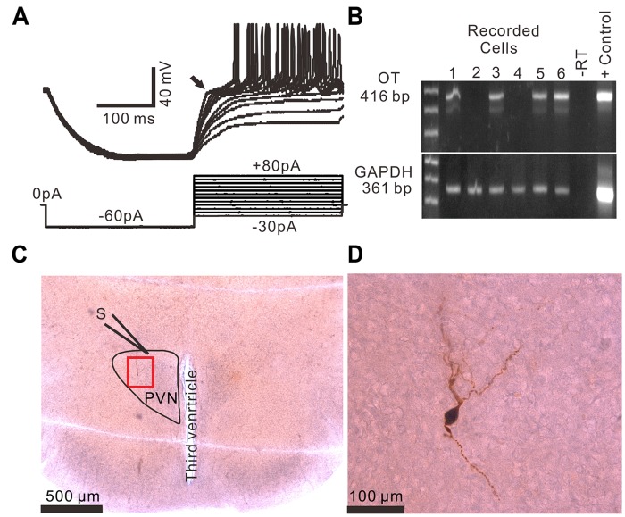 Identification of PVN MNCs. (A) Representative membrane potential traces showing a PVN MNC in response to a series of depolarizing injected currents delivered at a hyperpolarized membrane potential, which expressed transient outward rectification (Arrow). (B) OT mRNA was detected in the MNCs. The positive control (Tissue Control +) showed that the mRNAs of OT and GAPDH were detected in the rat hypothalamic tissue total RNA. GAPDH transcripts were analyzed in the same cells as an internal control for the RT reaction. The expected size of the PCR products is indicated. A single cell (–RT) and the rat hypothalamic tissue total RNA (Tissue Control +) were processed without RT. (C) A histological photo illustrates the morphology of the MNC. S denotes stimulation electrode. (D) Enlarged microphotograph of (C) showing the morphology properties of the PVN MNCs.