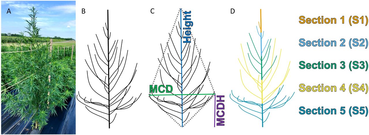 Schematic of (A) a hemp plant in the field, (B) the branching structure of the hemp plant, (C) the canopy-level plant architecture measurements taken prior to harvest, and (D) the sectioning scheme used to partition the plant into five sections.
