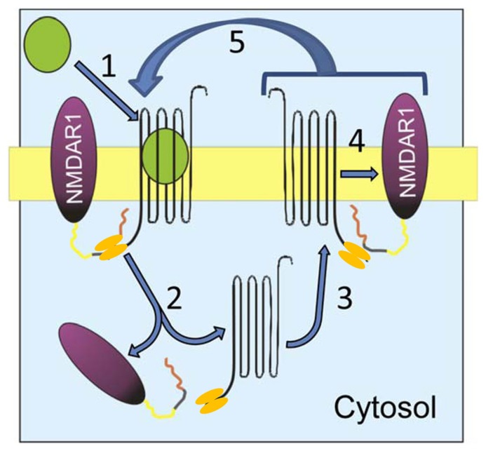 Proposed mechanism of cannabinoid-induced NMDAR hypofunction. CB1 and the NMDAR NR1 subunit associate in the post-synapse via the homodimeric HINT1 protein. (1) The agonist binds to CB1 and (2) promotes co-internalization of CB1–HINT1 and NR1 subunits. These proteins separate in the cytosol and (3) CB1–HINT1 returns to the plasma membrane. (4) The re-sensitized CB1 associates with new NR1 subunits and (5) the cycle is reinitiated while the agonist remains in the receptor environment.