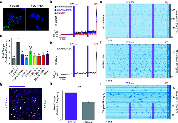 Targeted uncaging of OCT-PEA on the INS-1 cell surface. (a) Pre-incubation with DMSO (0.1% v/v, 2 h) maintains surface SNAP-tag labelling (A488, green, left), whereas pre-incubation with OCT-PEA (5 μM, 2 h) abolished dye labelling (right). Nuclei stained with Hoechst-33342 (blue). Scale bar = 10 μm. (b) Fluorescent Ca2+ imaging using R-GECO showed that OCT-PEA (5 μM, 2 h, black, N = 352, T = 8) increased the average [Ca2+]i in INS-1 cells. Overlaid with averages in the presence of a GPR55 antagonist (CID16020046, 5 μM, blue, N = 212, T = 4) or PLC inhibitor (U73122, 5 μM, red, N = 173, T = 4), which reduced the effect of OCT-PEA. UV-A irradiation (375 nm) shown as purple bars, and KCl (25 mM) was applied at the end of each experiment. (c) Heat map showing individual Ca2+ traces from fifty representative cells which were pre-incubated with OCT-PEA (5 μM, 2 h). Cells normalized to the KCl response. (d) Comparison bar graph of fold change in oscillation frequency in response to OCT-PEA uncaging across different conditions. Uncaging in the presence of GPR55 antagonist (CID16020046, 5 μM, purple, N = 212, T = 4), PLC inhibitor (U73122, 5 μM, blue, N = 173, T = 4), SNAP-Surface® Block (20 μM, yellow, N = 278, T = 5), SNAP-Cell® Block (10 μM, orange, N = 248, T = 4), pDisplay™-SNAPC145A (red, N = 244, T = 5) or pDisplay™-HALO (magenta, N = 330, T = 4) reduced the probe's effect on oscillation frequency. The inactive PLC inhibitor analogue (U73343, 5 μM, green, N = 357, T = 6) did not block the effect of OCT-PEA. Vehicle treatment (DMSO, 0.1% v/v, grey, N = 247, T = 4) did not change the oscillation frequency in response to UV-A irradiation. (e and f) Uncaging OCT-PEA in INS-1 cells transfected with pDisplay™-SNAPC145A reduced the effect of the probe, displayed as (e) average trace of all cells and (f) heat map of representative traces from fifty cells, normalized to the KCl response. (g–i) Targeted uncaging on half of the field of view, displayed as (g) uncaging ROI, (h) bar graph comparing fold change in oscillation frequency between irradiated (N = 145, T = 5) and nonirradiated regions (N = 132, T = 5), and (i) heat map of representative traces from one trial, normalized to KCl response. Error bars = mean ± SEM. *P < 0.05, **P < 0.01, ns = P > 0.05, P values reported in Table S3.†