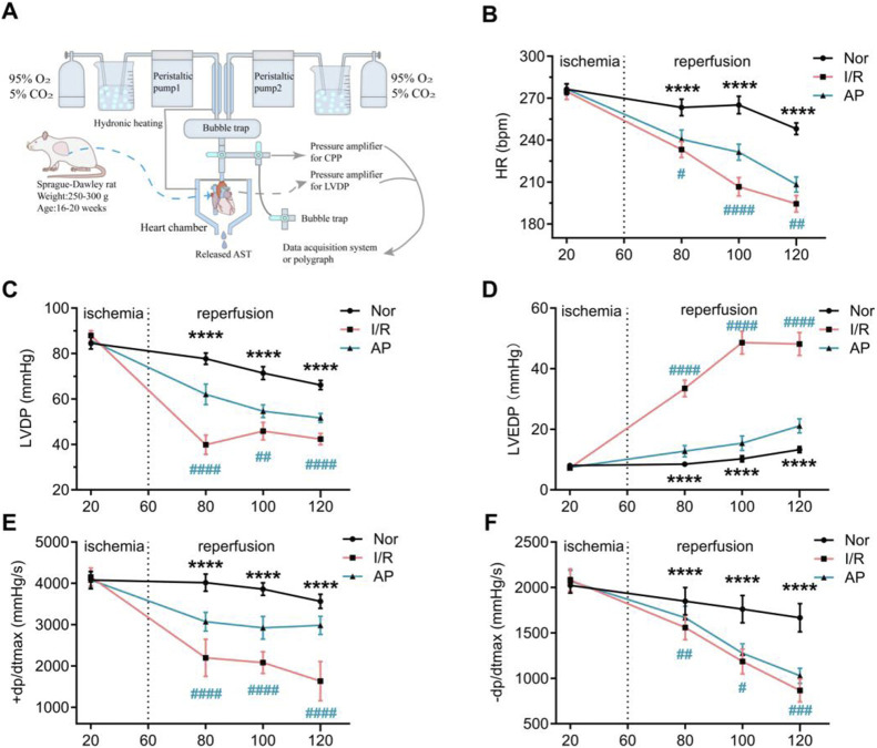 APETx2 post-conditioning stabilizes hemodynamic changes in MIRI hearts. (A) Schematic diagram of the isolated perfusion setup. (B) HR. As reperfusion time increased, HR in I/R rats decreased significantly. APETX2 post-conditioning slowed the HR decline (n = 8 per group). (C) LVDP. During MIRI, LVDP in I/R rats decreased significantly. APETx2 post-conditioning reduced the LVDP decline (n = 8 per group). (D) LVEDP. During reperfusion, LVEDP in I/R rats increased significantly, peaking at 55 mmHg. APETx2 post-conditioning reduced the LVEDP increase to an average of less than 20 mmHg (n = 8 per group). (E, F) ± dp/dtmax. During MIRI, +dp/dtmax in I/R rats decreased significantly. APETx2 post-conditioning mitigated this decline (n = 8 per group). One-way ANOVA, *P < 0.05; **P < 0.01; ***P < 0.001; ****P < 0.0001. All data are presented as mean ± SEM.