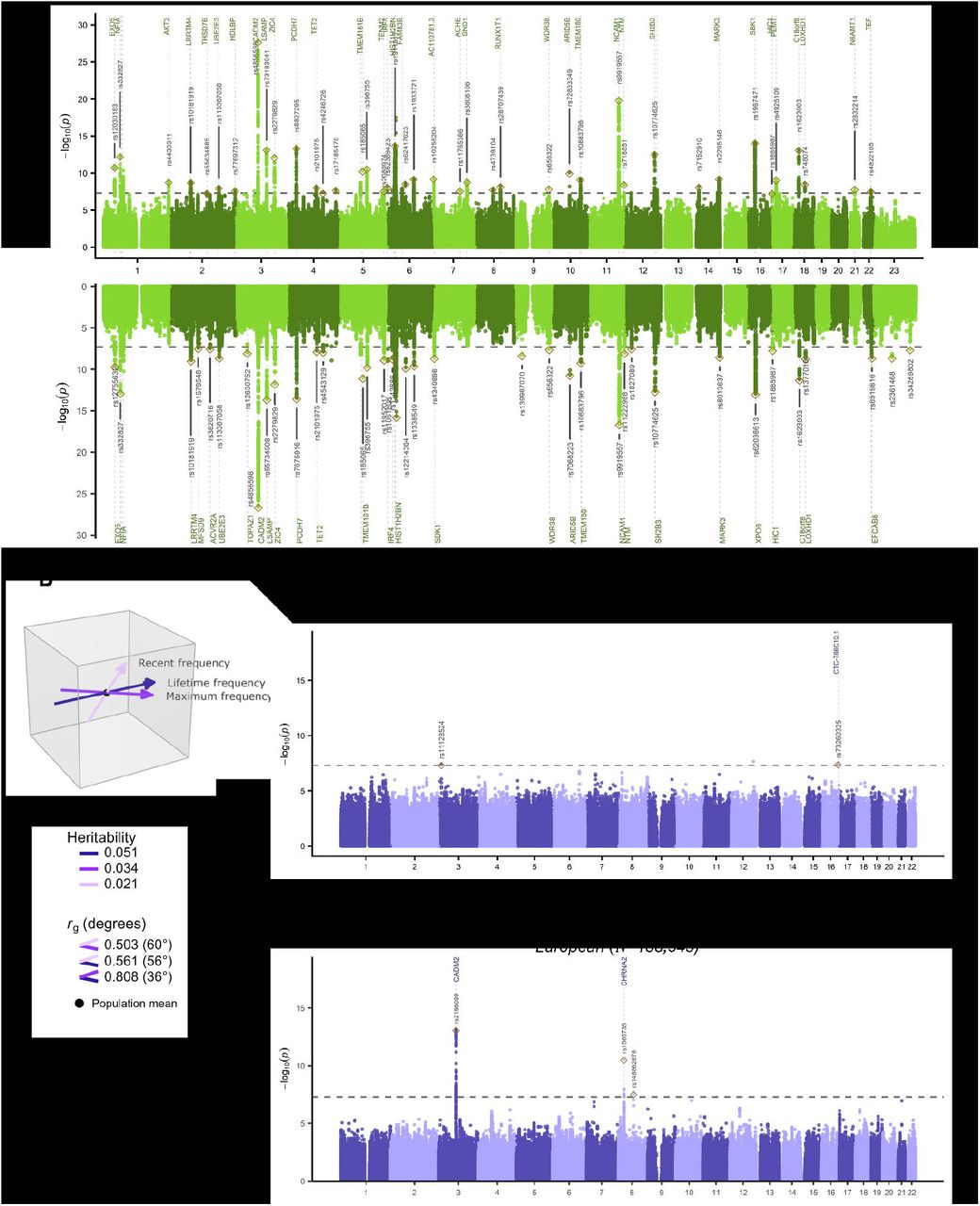 GWAS results. A) Manhattan plots of the p-values of each SNP association with ever-use across different ancestries (top) and in European-ancestry only (bottom). B) Visualization of the genetic relationship between the 3 frequency traits, with smaller angles representing higher genetic correlations and the length of the arrows the heritabilities (interactive 3D version in Figure S4). C) Manhattan plot of the recent frequency variable across different ancestries. D) Manhattan plot of the latent All-frequency variable in European-ancestry individuals (combining lifetime, maximum, and recent frequency of use). A/C: If SNPs could be positionally mapped to their nearest genes, gene names are displayed. Top SNPs in each locus are annotated (pruning some overlapping labels); the full list of top SNPs can be found in Table S3 (ever-use), S9 (recent frequency), and S11 (All-frequency). The horizontal dashed lines indicate the genome-wide significance threshold of p<5e-8.