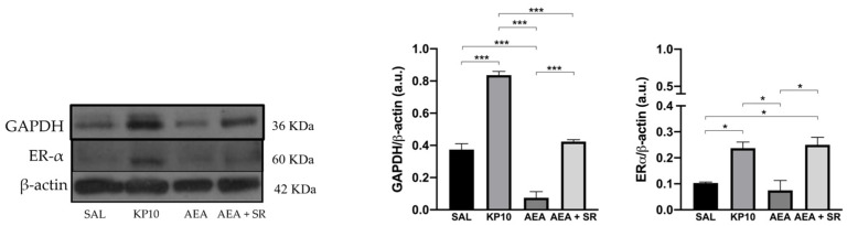 Modulation of neuronal differentiation markers in rat hippocampus. Representative immunoblot of GAPDH and Erα expressions in control (SAL), kisspeptin (KP10), anandamide (AEA), and AEA plus SR of treated animals. β-actin was used as a loading control. Densitometric analyses show relative band intensity means (arbitrary units, a.u.) ± SEM (n = 3 for each group). *, p < 0.05; and ***, p < 0.001.