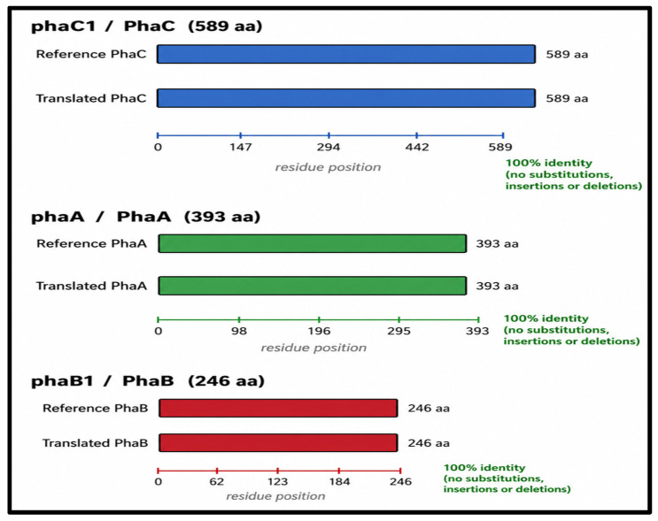 Schematic protein-level identity summary for the retrieved phaC1, phaA and phaB1 coding sequences: three separate schematic reference-versus-translated identity checks, each analysed as an independent open reading frame.