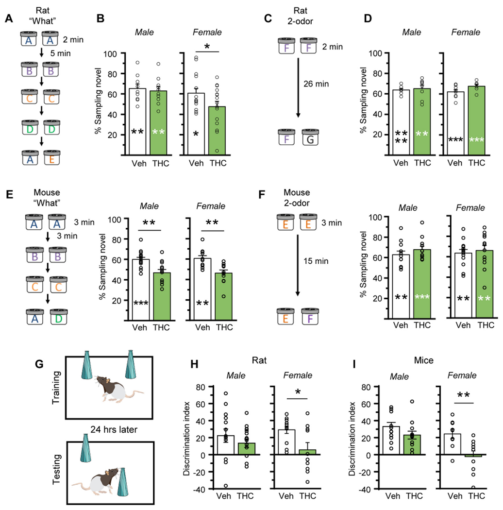 Adolescent THC treatment caused enduring impairments in episodic and spatial memoiy. (A) Schematic of the serial odor ‘what’ task for rat. (B) Vehicle (Veh) and aTHC-treated males similarly distinguished novel odor E from previously sampled odor A (Veh n = 9, t8 = 3.42, **p = 0.009 on bar for within group comparison time with novel vs familiar odor; THC n = 10, t9 = 3.13, **p = 0.006; t17 = 0.38, p = 0.71 between groups). Veh-female rats discriminated the novel cue but those receiving aTHC did not (Veh n = 16, t15 = 3.42, *p = 0.019; THC n = 15, t14 = 2.26, p = 0.47; *p = 0.036 between groups). (C) Rat 2-odor discrimination task. (D) In the 2-odor task, all rat groups preferentially explored the novel odor (Male; Veh n = 8, t7 = 9.46, ****p < 0.0001 on bar; THC n = 8, t7 = 4.45, **p = 0.003. Female; Veh n = 8, t7 = 5.5, ***p < 0.001; THC n = 7, t5 = 8.5, ***p < 0.001). (E) Left. Schematic of‘what’ task for mice. Right. Veh-treated male and female mice preferentially explored novel odor D vs familiar odor A whereas those receiving aTHC did not (Male: Veh n = 15, t14 = 4.68, ***p = 0.0004; THC n = 12, t11 = 0.98, p = 0.35; t25 = 3.57; **p = 0.0016 between groups; Female: Veh n = 11, t10 = 4.03, **p = 0.002; THC n = 11, t10 = 1.21, p = 0.30; t29 = 1.86, **p = 0.002 between groups). (F) Left. 2-odor discrimination task for mice. Right. All groups preferentially explored the novel odor at testing (Male: Veh n = 12, t11 = 3.77, **p = 0.003; THC n = 12, t11 = 5.73, ***p = 0.0001; p = 0.29 between groups; Female: Veh n = 13, t12 = 3.84, **p = 0.0024; THC n = 12, t11 = 3.25, **p = 0.008; p = 0.68 between groups). (G) Object Location Memory (OLM) task. (H) For male rats, OLM discrimination indexes (DIs) did not differ between Veh and aTHC groups (Veh n = 14, THC n = 15; t20 = 2.58, p = 0.33); both groups preferentially explored the moved object (Suppl. Table 1). For female rats, those that received aTHC had significantly lower DIs than Veh-controls (Veh n = 12, THC n = 10; t20 = 2.58, *p = 0.018) and failed to discriminate the moved object (Suppl. Table 1). (I) For male mice, Veh and aTHC groups similarly discriminated the moved object (n = 12/group; t22 = 1.51, p = 0.15; Suppl. Table 1) whereas for females, Veh-treated mice discriminated the moved object whereas aTHC-treated mice did not (n = 9/group; t16 = 3.06, **p = 0.007; Suppl. Table 1). For panels B, D, E, F asterisks on the bars denote within group comparisons for time sampling the novel vs familiar odor using the 2-tailed paired t-test, and asterisks above bars denote between group comparisons that used the 2-tailed unpaired t-test. Mean ± SEM values shown. See Suppl. Figs. 4 and 5 for individual animal sampling times and estrous cycle staging.