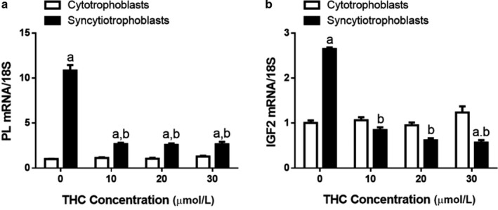 Expression of insulin‐like growth factor 2 (IGF2) and PL in differentiated BeWo cells is reduced following THC treatment. Panel a: PL transcript. Panel b: IGF2 transcript. Data are presented as mean ± SEM, n = 3. Different letters denote significant differences compared to the cytotrophoblast (a) or syncytiotrophoblast (b) vehicle controls. p < .0001 (a); p < .01 (b)