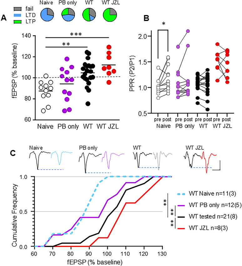 In WT mice, behavioral testing and JZL treatment change striatal synaptic plasticity. “Naive” WT were not handled, exposed to peanut butter or to behavioral testing before the striatum was collected for experiments. WT “PB only” were handled daily and given peanut butter (vehicle) for 3 weeks without any behavioral testing. The WT tested group was the original vehicle-treated control and were given PB and exposed to behavioral testing at the same time as the WT JZL group. Note: WT tested and WT JZL group data are also shown in Figure 4 but copied here for comparison with PB only and naive groups. (A) Top panel: Proportion of experiments with fEPSP amplitude after HFS that showed no change (fail), a significant decrease (LTD) or an increase (LTP). Bottom panel: Summary of change in fEPSP in response to HFS in each group where the Naive WT only showed LTD or fail, in contrast to the PB only, behaviorally tested and treated groups that all showed some experiments with LTP. ANOVA with Sidak post hoc. (B) Paired-pulse ratio of fEPSP (PPR) shows a significant increase after HFS (post) compared to baseline (pre) only in Naive WT striatum (paired t-test). (C) Cumulative frequency of response size 30–35 min post HFS showed a significant difference between groups. RM ANOVA with Sidak multiple comparisons. *p < 0.05, **p < 0.01, ***p < 0.001.