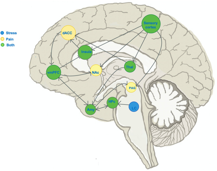 Schematic of known distinct and overlapping stress circuits. Illustration of the sagittal brain section, marking regions known to show change in activity during experience of: stress (blue), pain (yellow) or both stress and pain (green). Blunt arrowheads indicate inhibition of, while sharp arrowheads indicate stimulation of the target region by the region of arrow origin and sharp arrowheads indicate stimulation. The ventromedial prefrontal cortex (VmPFC) receives input from pain- and stress-encoding regions, and has outputs in both pain and stress pathways. dACC, dorsal anterior cingulate cortex; NAc, nucleus accumbens; Hpc, hippocampus; Thal, thalamus; LC, locus coeruleus; PAG, periaqueductal gray.