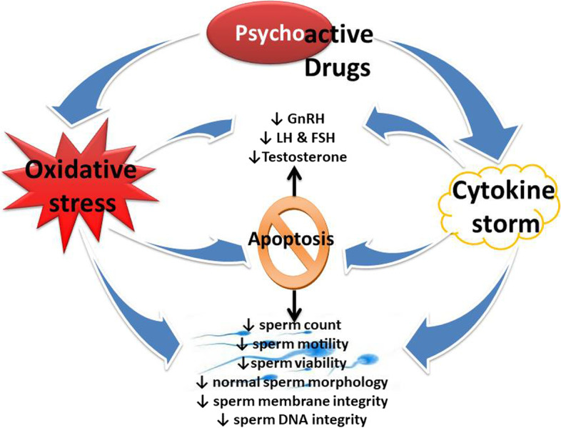 Effects of psychoactive drugs on testicular integrity and function. Psychoactive drugs promote increased generation of reactive oxygen species (ROS) in the testes that overwhelms the scavenging capacity of the protective testicular antioxidant system, leading to oxidative stress. These drugs also increase the accumulation of pro-inflammatory cytokines, resulting in cytokine storms. Testicular oxidative stress could be a cause and/or a consequence of the cytokine storm; this leads to a vicious cycle of oxido-inflammatory state that disrupts hypothalamic-pituitary–testicular axis and sperm integrity, resulting in altered testicular function viz. downregulation of the release of gonadotropins and testicular testosterone biosynthesis, and impaired spermatogenesis and reduced sperm quality