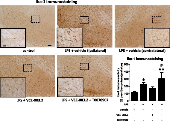 Intensity of the immunostaining for Iba-1 (bottom right panel) measured in a selected area of the substantia nigra pars compacta of adult male mice at 3 weeks of being subjected to an intrastriatal injection of LPS and daily treated with VCE-003.2 (10 mg/kg), alone or combined with T0070907 (5 mg/kg), or vehicle. Immunoreactivity values are measures in the lesioned side over the non-lesioned side and correspond to means ± SEM of 4–6 subjects per group. Data were assessed by the one-way analysis of variance followed by the Student–Newman–Keuls test (*p < 0.05, **p < 0.01 versus vehicle-treated control mice; #p < 0.05 versus VCE-003.2-treated LPS-lesioned mice). Representative Iba-1 immunostaining images for each experimental group are shown in the top and left panels (scale bar = 100 μm), including a specific inlet showing the morphological characteristics of Iba-1-labeled cells (scale bar = 25 μm)