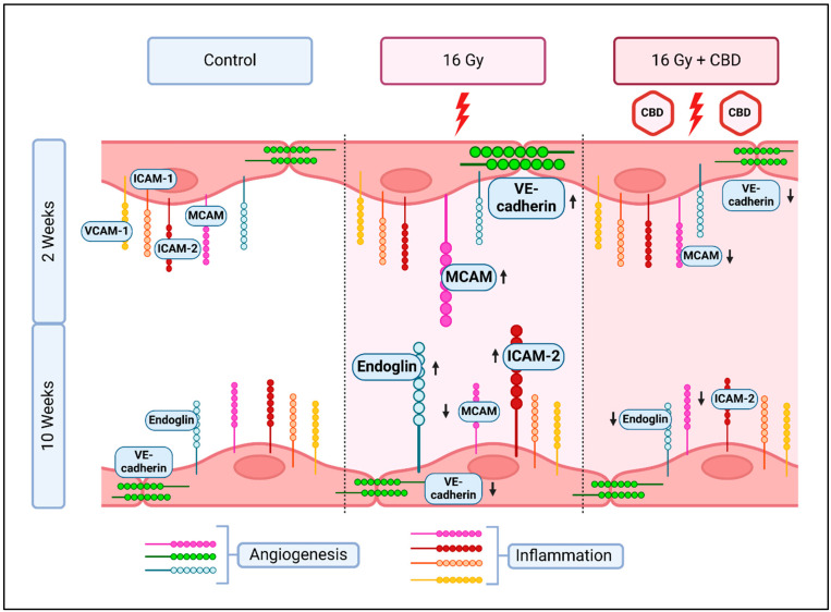 Changes in the expression of inflammatory (VCAM-1, ICAM-1, ICAM-2, MCAM) and angiogenic (VE-cadherin, Endoglin, MCAM) markers on primary lung ECs (luECs in vivo) 2 and 10 weeks after partial irradiation of the lung with 16 Gy, and the recovery effect of a 4-week treatment with CBD, beginning 2 weeks prior to irradiation. Created in BioRender [34].
