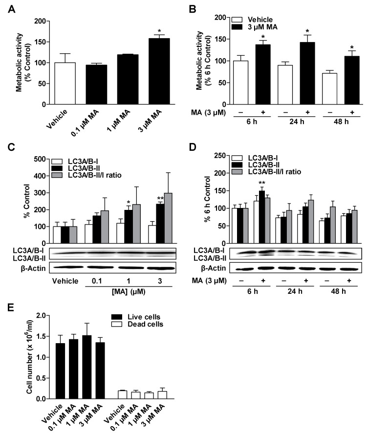 Concentration- and time-dependent effect of MA on metabolic activity, autophagy, and cell count of ADMSCs. The cells were incubated with the indicated concentration of MA or vehicle for 24 h (A,C,E) or with 3 µM MA or vehicle for the specified times (B,D). After incubation, the cells were analyzed for their metabolic activity by WST-1 assay (A,B), for their LC3A/B-I/II protein expression by Western blot analysis (C,D), and for their cell count (E) by trypan blue staining. The protein expression values were normalized to β-actin. The percentage control represents a comparison with the time-matched vehicle-treated cells (A,C) or the cells treated with vehicle for 6 h (B,D). The data represent mean values ± SEM of n = 4 (A,C), n = 6 (B), n = 8 (D), or n = 3 (E) different donors. * p < 0.05, ** p < 0.01 vs. time-matched vehicle; one-way ANOVA with Dunnett’s post hoc test (A,C) or Student’s t test (B,D).